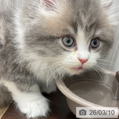 ラガマフィンの写真