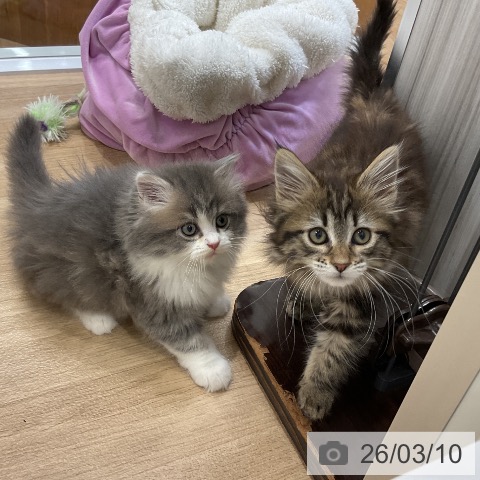 ラガマフィンの写真