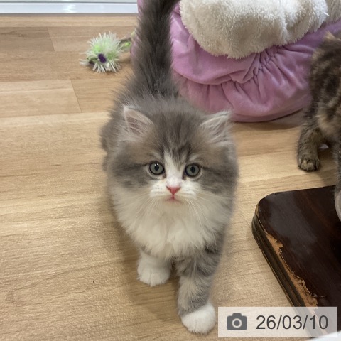 ラガマフィンの写真