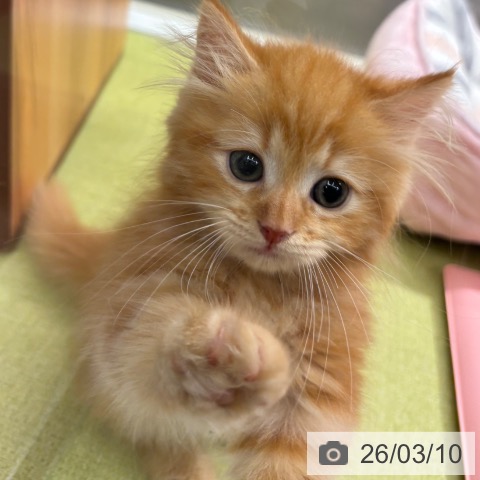 石川県のミヌエット (ペットプラス 白山店/2026年1月4日生まれ/男の子/レッドタビー)の子猫の4枚目の画像