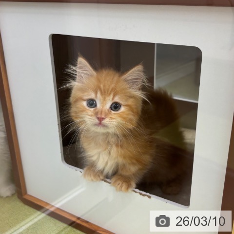 石川県のミヌエット (ペットプラス 白山店/2026年1月4日生まれ/男の子/レッドタビー)の子猫の3枚目の画像