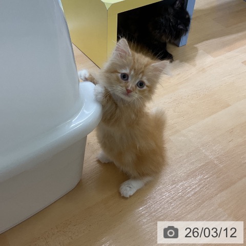 愛知県のミヌエット (ペットプラス mozoワンダーシティ店/2026年1月4日生まれ/男の子/レッドタビーホワイト)の子猫の4枚目の画像