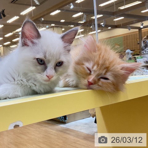 愛知県のミヌエット (ペットプラス mozoワンダーシティ店/2026年1月4日生まれ/男の子/レッドタビーホワイト)の子猫の3枚目の画像