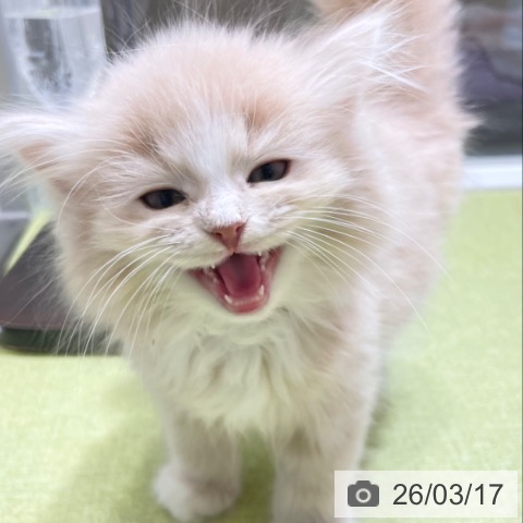 富山県のサイベリアン (ペットプラス 高岡店/2026年1月8日生まれ/男の子/クリームタビーホワイト)の子猫の4枚目の画像