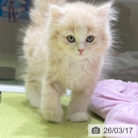 富山県のサイベリアン (ペットプラス 高岡店/2026年1月8日生まれ/男の子/クリームタビーホワイト)の子猫の3枚目の画像