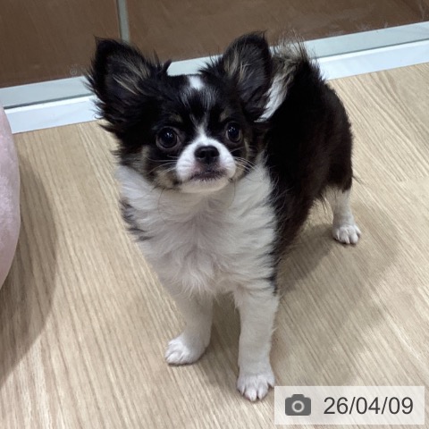 愛知県のチワワ(ロング) (ペットプラス イオンモール長久手店/2026年1月9日生まれ/女の子/ブラックタンホワイト)の子犬の4枚目の画像