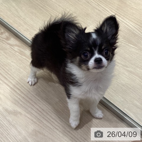 愛知県のチワワ(ロング) (ペットプラス イオンモール長久手店/2026年1月9日生まれ/女の子/ブラックタンホワイト)の子犬の3枚目の画像