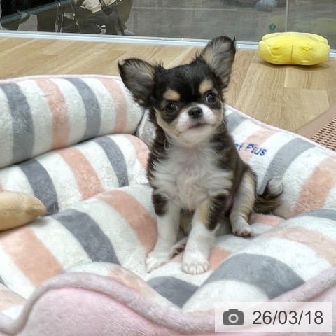 愛知県のチワワ(ロング) (ペットプラス 則武新町店/2026年1月9日生まれ/女の子/ブラックタンホワイト)の子犬の4枚目の画像