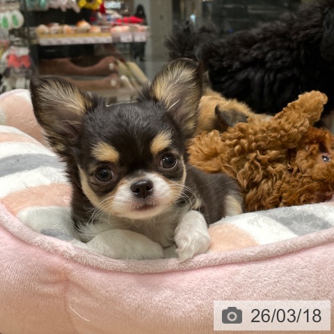 愛知県のチワワ(ロング) (ペットプラス 則武新町店/2026年1月9日生まれ/女の子/ブラックタンホワイト)の子犬の3枚目の画像