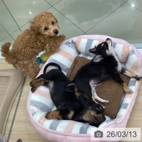 三重県のミニチュアダックスフンド(ロング) (ペットプラス 四日市泊店/2026年1月4日生まれ/女の子/ブラックタン)の子犬の3枚目の画像