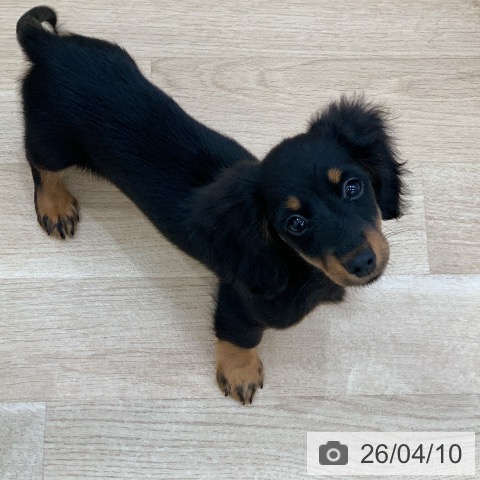 岐阜県のミニチュアダックスフンド(ロング) (ペットプラス 光ケ丘店/2026年1月4日生まれ/女の子/ブラックタン)の子犬の4枚目の画像