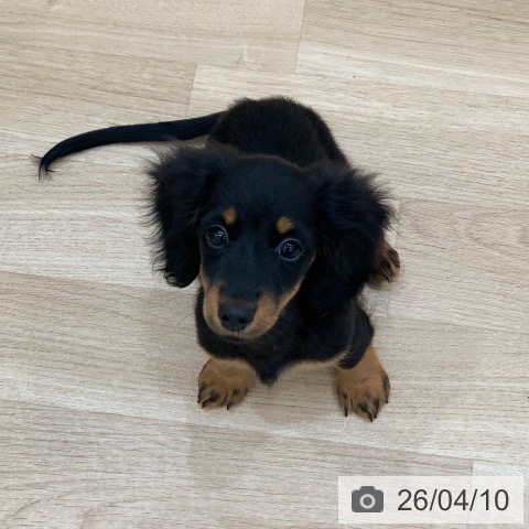 岐阜県のミニチュアダックスフンド(ロング) (ペットプラス 光ケ丘店/2026年1月4日生まれ/女の子/ブラックタン)の子犬の3枚目の画像