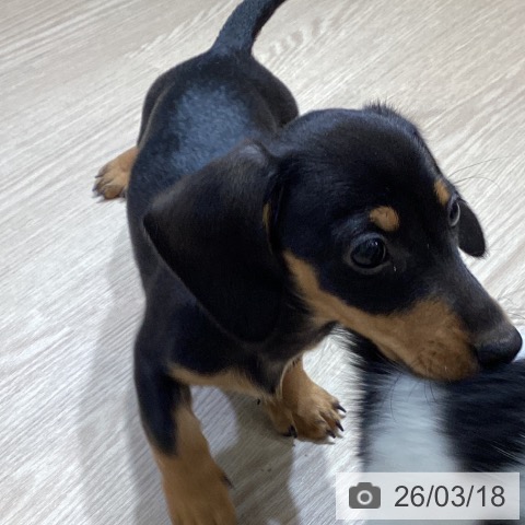 富山県のミニチュアダックスフンド(ロング) (ペットプラス 高岡店/2026年1月4日生まれ/女の子/ブラックタン)の子犬の4枚目の画像