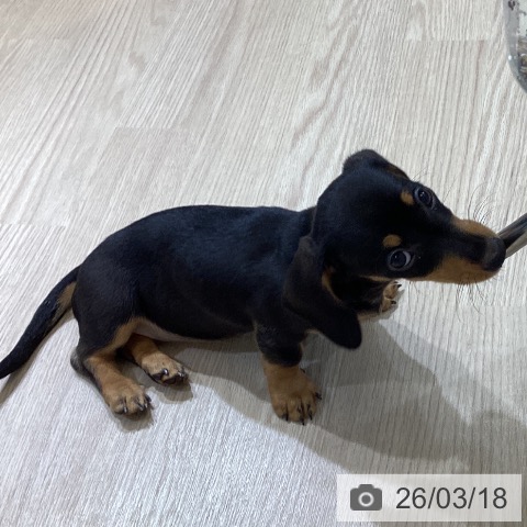 富山県のミニチュアダックスフンド(ロング) (ペットプラス 高岡店/2026年1月4日生まれ/女の子/ブラックタン)の子犬の3枚目の画像