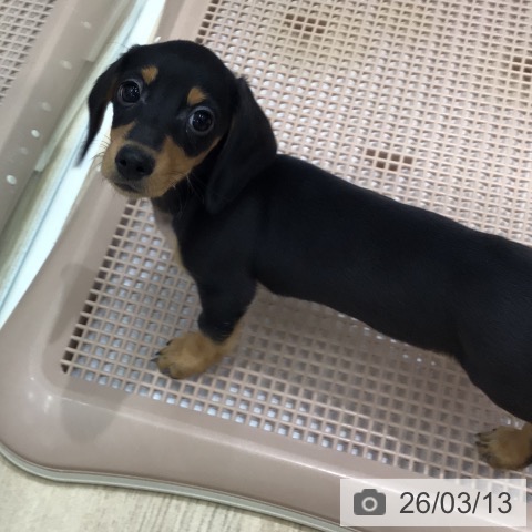 岐阜県のミニチュアダックスフンド(ロング) (ペットプラス 各務原店/2026年1月4日生まれ/女の子/ブラックタン)の子犬の4枚目の画像