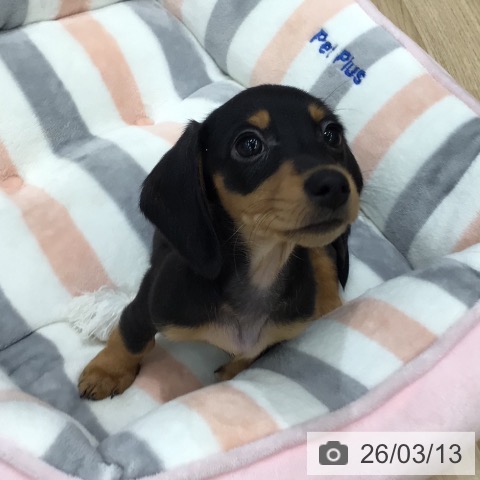 岐阜県のミニチュアダックスフンド(ロング) (ペットプラス 各務原店/2026年1月4日生まれ/女の子/ブラックタン)の子犬の3枚目の画像