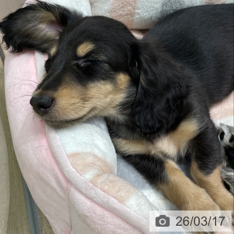 愛知県のミニチュアダックスフンド(ロング) (ペットプラス 則武新町店/2026年1月4日生まれ/女の子/ブラックタン)の子犬の3枚目の画像