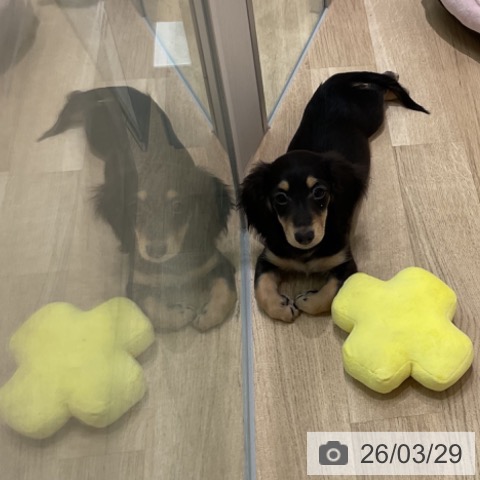 愛知県のミニチュアダックスフンド(ロング) (ペットプラス 則武新町店/2026年1月4日生まれ/女の子/ブラックタン)の子犬の3枚目の画像