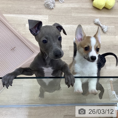 イタリアン・グレーハウンドの写真