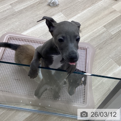 イタリアン・グレーハウンドの写真