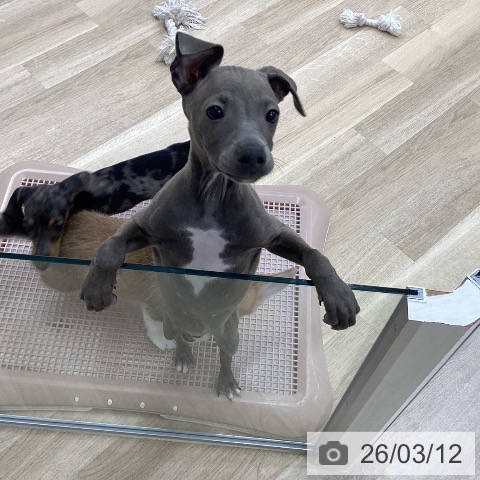 イタリアン・グレーハウンドの写真