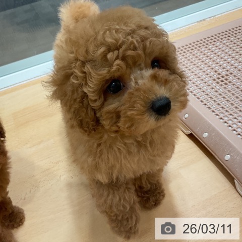 トイ・プードルの写真