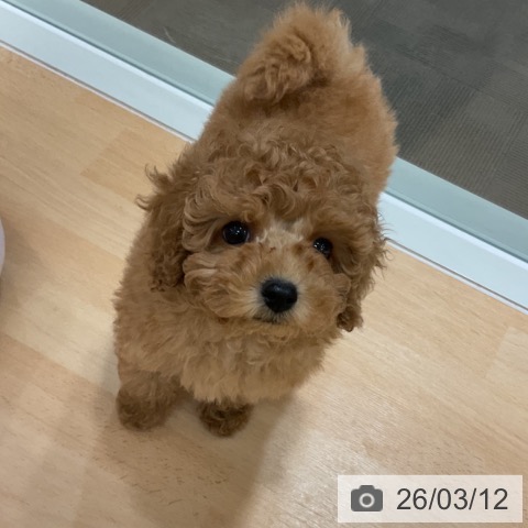 トイ・プードルの写真