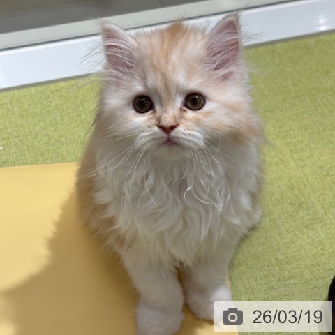 石川県のスコティッシュフォールド (ペットプラス 白山店/2026年1月2日生まれ/男の子/レッドタビーホワイト)の子猫の3枚目の画像