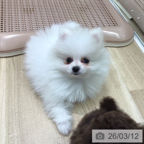 ポメラニアンの写真