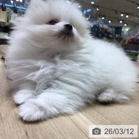 ポメラニアンの写真