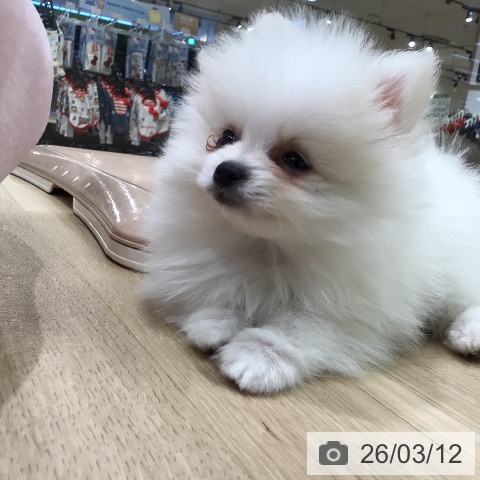 ポメラニアンの写真
