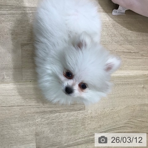 ポメラニアンの写真