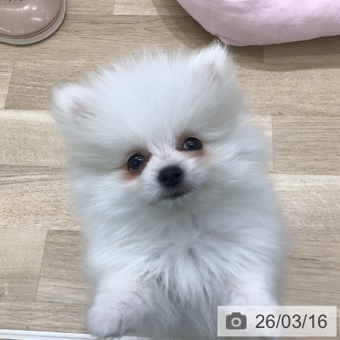 岐阜県のポメラニアン (ペットプラス 各務原店/2026年1月9日生まれ/男の子/クリーム)の子犬の3枚目の画像