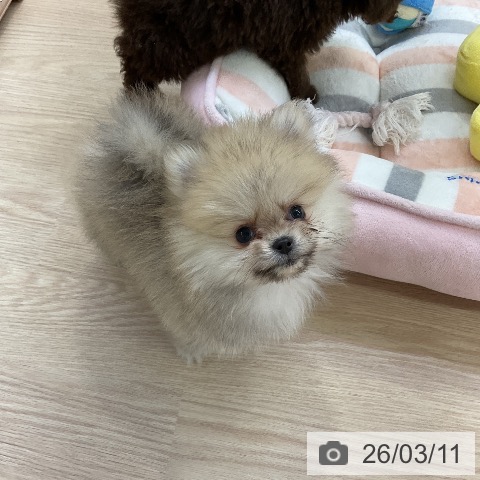 ポメラニアンの写真