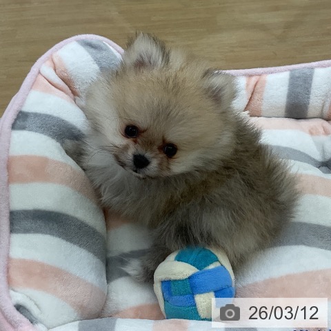 ポメラニアンの写真