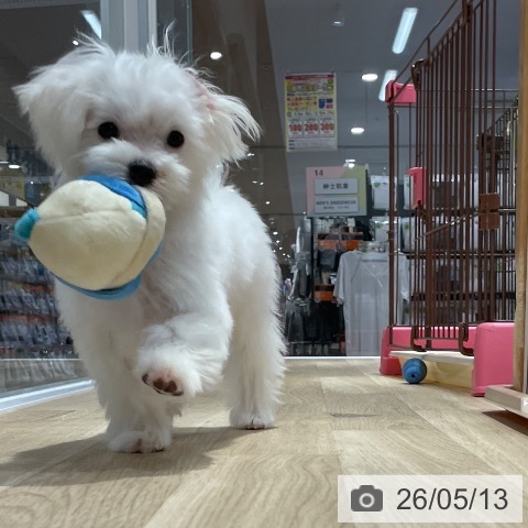 マルチーズの写真