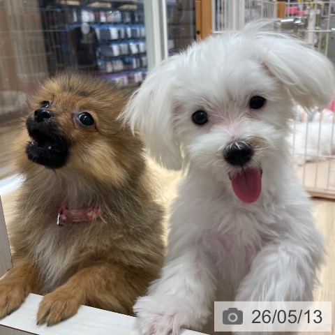 マルチーズの写真