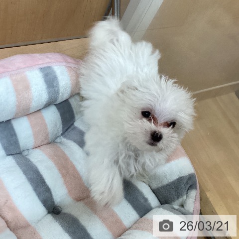 愛知県のマルチーズ (ペットプラス 千種店/2026年1月3日生まれ/男の子/ホワイト)の子犬の4枚目の画像