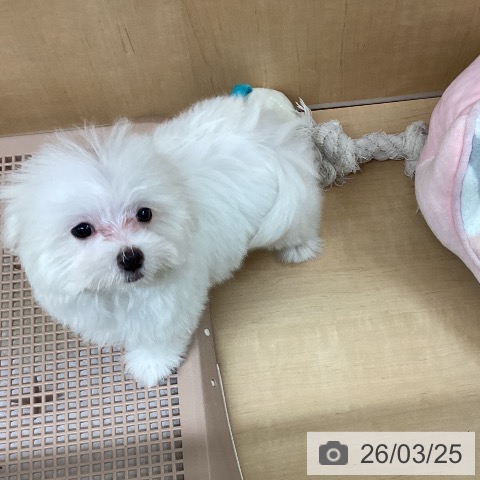 愛知県のマルチーズ (ペットプラス 千種店/2026年1月3日生まれ/男の子/ホワイト)の子犬の3枚目の画像