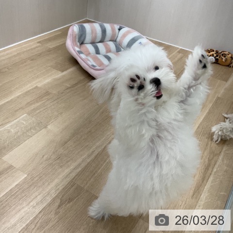 マルチーズの写真