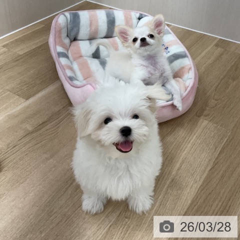 マルチーズの写真