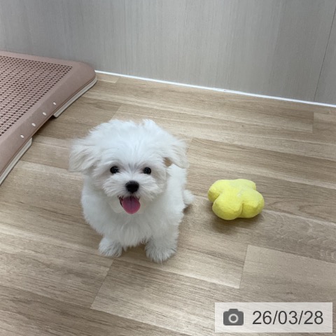 マルチーズの写真
