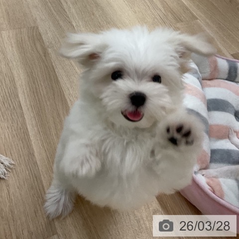 マルチーズの写真