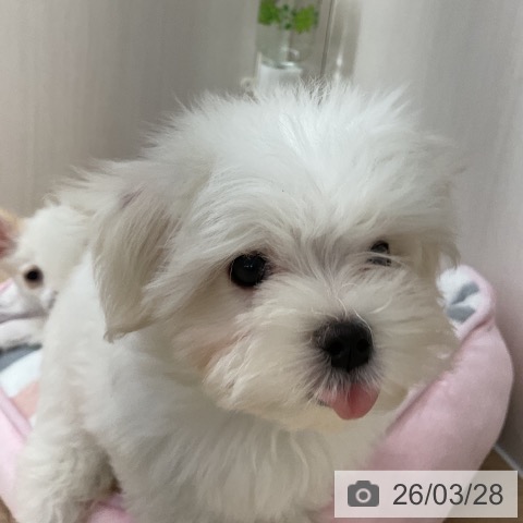 マルチーズの写真