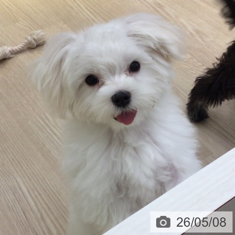マルチーズの写真