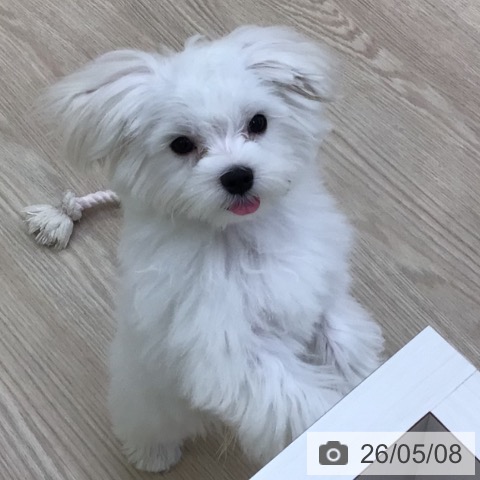 マルチーズの写真