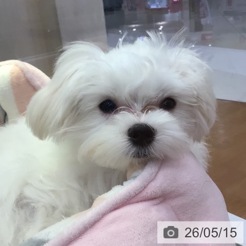 マルチーズの写真