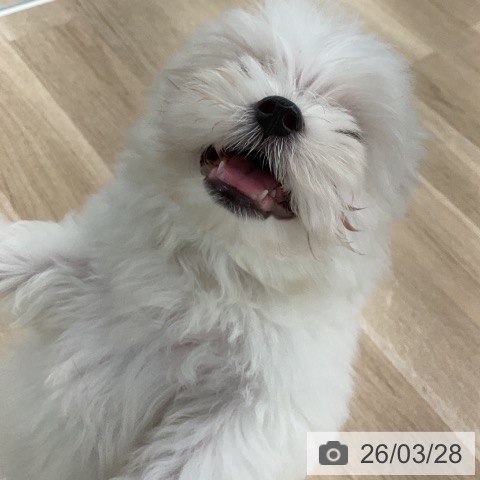 愛知県のマルチーズ (ペットプラス 豊橋牧野店/2026年1月3日生まれ/男の子/ホワイト)の子犬の4枚目の画像