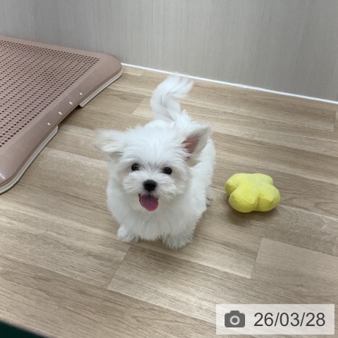 愛知県のマルチーズ (ペットプラス 豊橋牧野店/2026年1月3日生まれ/男の子/ホワイト)の子犬の3枚目の画像