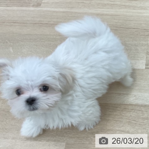 マルチーズの写真
